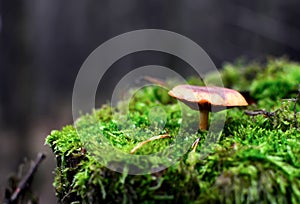 Dangerous inedible mushrooms in a dark forest. Poisonous mushrooms, hazardous to health.