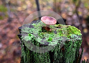 Dangerous inedible mushrooms in a dark forest. Poisonous mushrooms, hazardous to health.