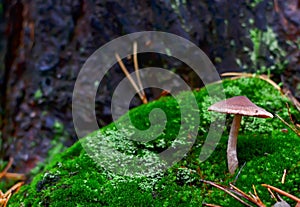 Dangerous inedible mushrooms in a dark forest. Poisonous mushrooms, hazardous to health.