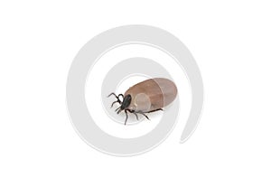 Dangerous insect tick