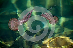 Dangerous jellyfish Pelagia Noctiluca, Liguria, Italy