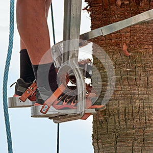 Dangerous job, man climbing, palm tree pruning with special climbing tool, job safety, safe gardeners tools