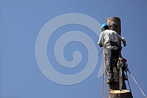 Dangerous Jobs Tree Trimmer