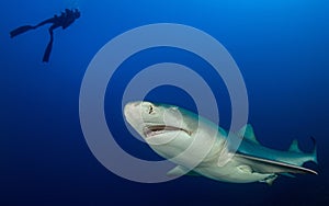 Dangerous lemon sharks swim around scuba diver up on blue ocean background