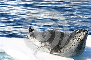 Dangerous leopard seal photo