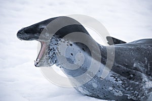 Dangerous leopard seal on ice floe in Antarctica.