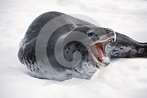 Dangerous leopard seal on ice floe in Antarctica.