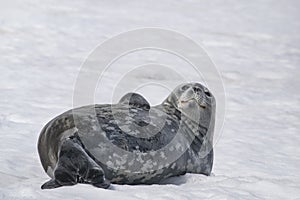 Dangerous leopard seal on ice floe in Antarctica.