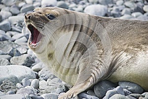 Dangerous leopard seal on ice floe in Antarctica.