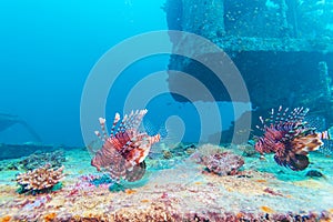 Dangerous Lion Fish near Shipwreck