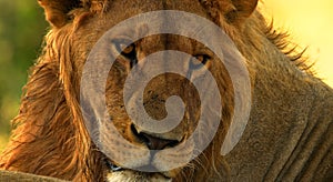 Dangerous lion in hot Africa.