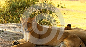 Dangerous lions in hot Africa.