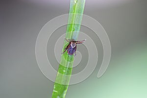 Dangerous little contagious insect an intoxicating mite crawls on the grass in anticipation of the victim`s bite