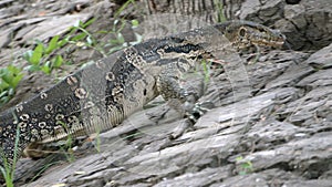 Dangerous lizard predator wild striped varan, varanus salvator, on the ground in national park