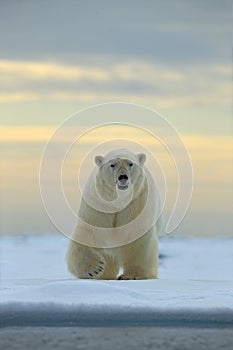 Dangerous looking polar bear on the ice in Svalbard