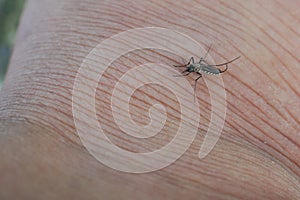 Dangerous malaria infected with mosquito bites Leishmaniasis.