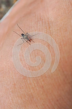 Dangerous malaria infected with mosquito bites Leishmaniasis.