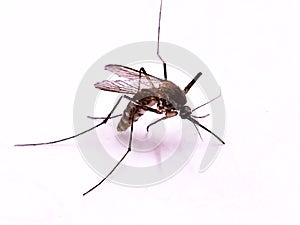 Dangerous Malaria Infected Mosquito Skin Bite.
