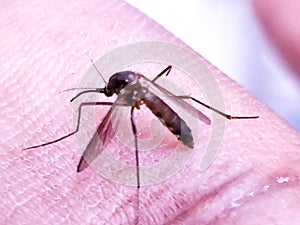 Dangerous Malaria Infected Mosquito Skin Bite.