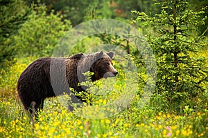 Dangerous male brown bear observing its territory on a blossoming meadow