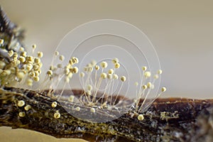 Dangerous mold and bacteria. The concept of dampness, moisture, dust, and respiratory problems. Microscope fungi on food