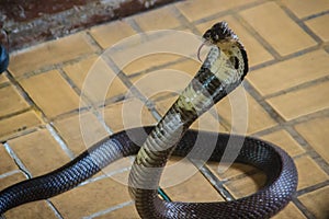 Dangerous monocled cobra snakes come into the house. The monocle