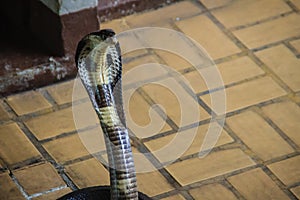 Dangerous monocled cobra snakes come into the house. The monocle photo