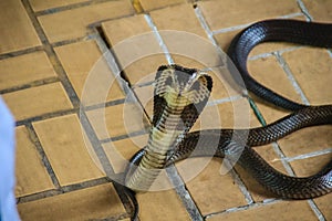 Dangerous monocled cobra snakes come into the house. The monocle photo