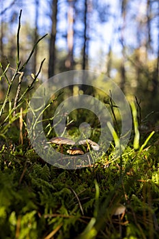 dangerous mushroom growing in a dashing forest in the shade of trees photo