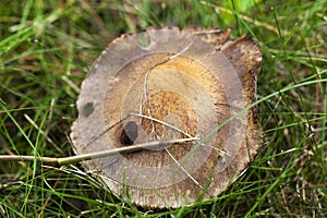 Dangerous mushroom photo