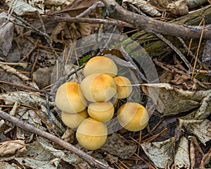 Dangerous mushrooms close-up growing on a fallen tree in the forest.