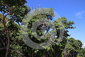 Dangerous nature - toxic manchineel tree photo