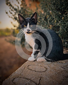 Dangerous nicecat in Autumn mode