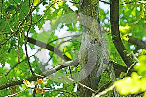 Dangerous oak processionary caterpillars on infested tree