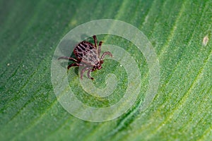 A dangerous parasite and infection carrier mite