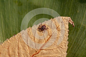 A dangerous parasite and infection carrier mite