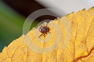 A dangerous parasite and infection carrier mite