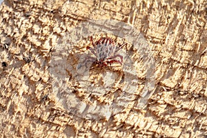 A dangerous parasite and infection carrier mite