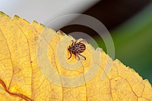 A dangerous parasite and infection carrier mite