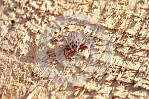 A dangerous parasite and infection carrier mite