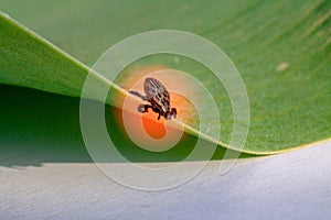 A dangerous parasite and infection carrier mite