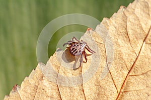 A dangerous parasite and infection carrier mite