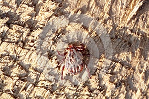 A dangerous parasite and infection carrier mite