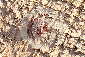 A dangerous parasite and infection carrier mite