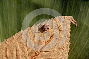 A dangerous parasite and infection carrier mite