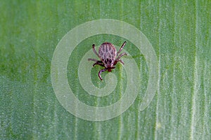 A dangerous parasite and infection carrier mite