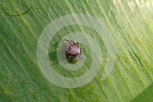 A dangerous parasite and infection carrier mite