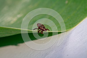 A dangerous parasite and infection carrier mite