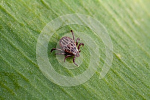 A dangerous parasite and infection carrier mite