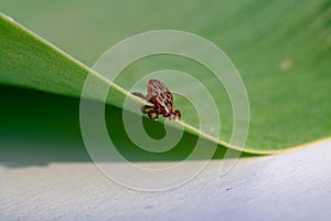 A dangerous parasite and infection carrier mite